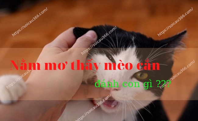 Nằm mơ thấy mèo cắn vào tay